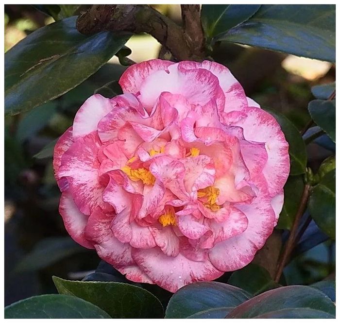 茶花种子的种植方法