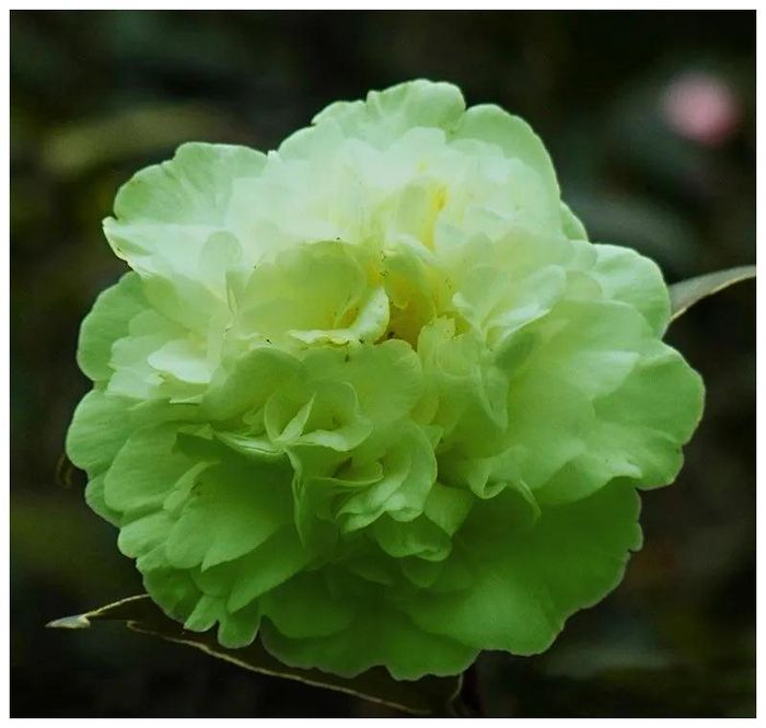 茶花种子的种植方法
