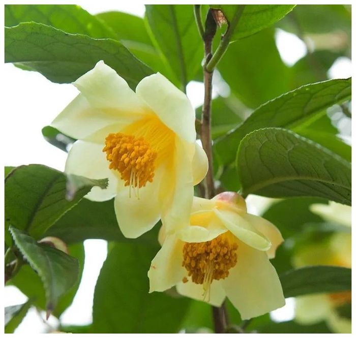 茶花种子的种植方法
