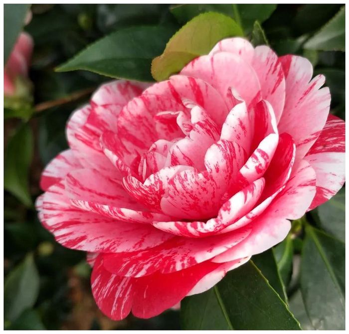 茶花种子的种植方法