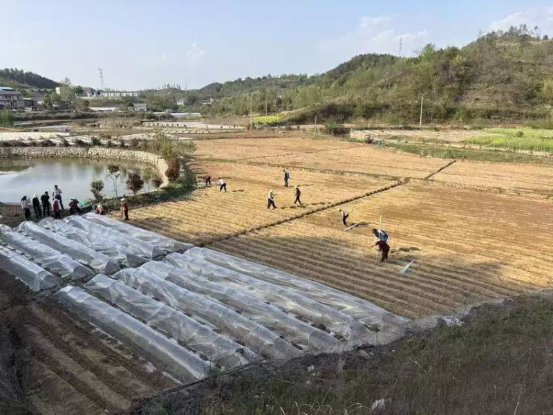 生姜种植技术大全