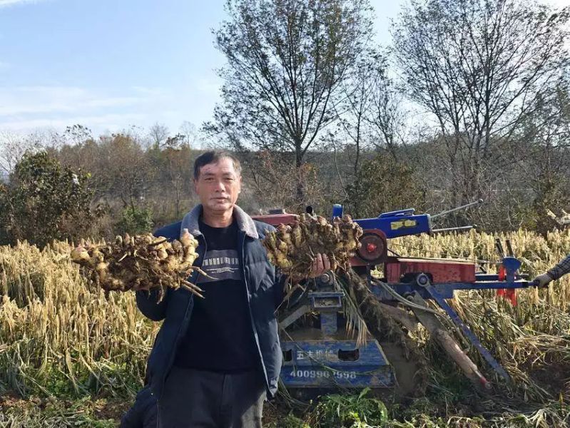 生姜种植技术大全