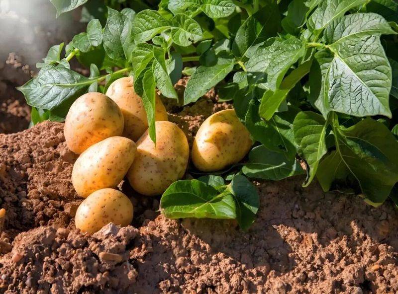 Potato farming techniques