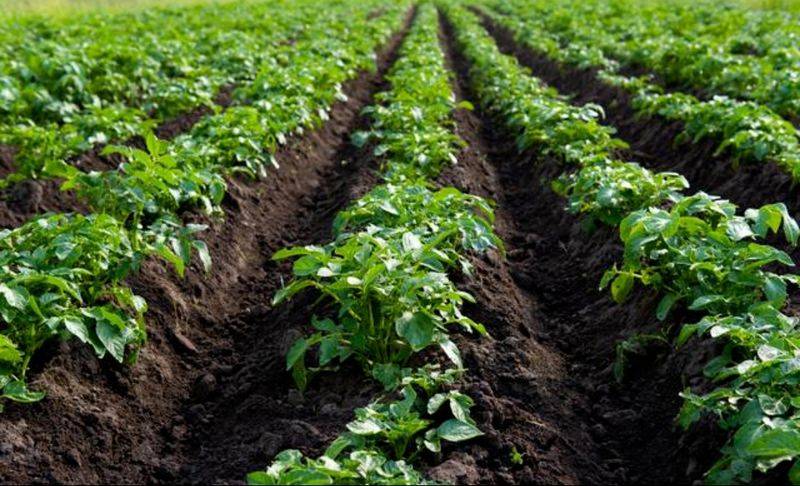 Potato farming techniques