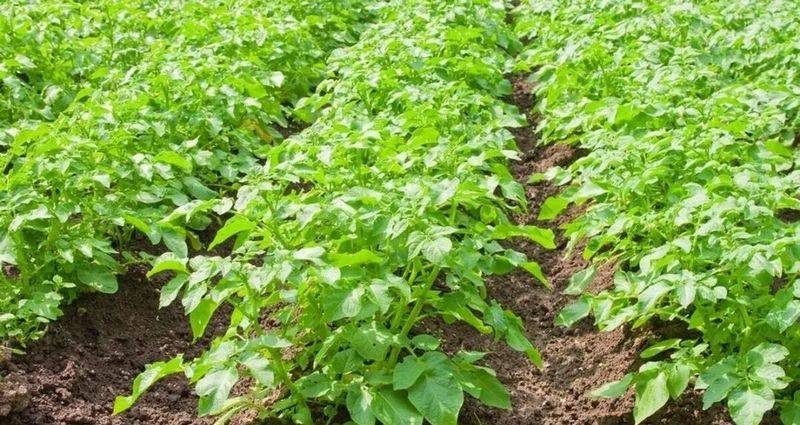 Potato farming techniques