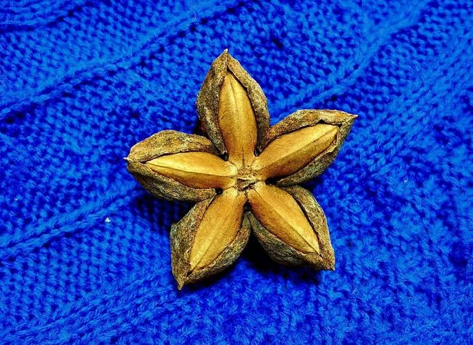 星油藤种植技术方案