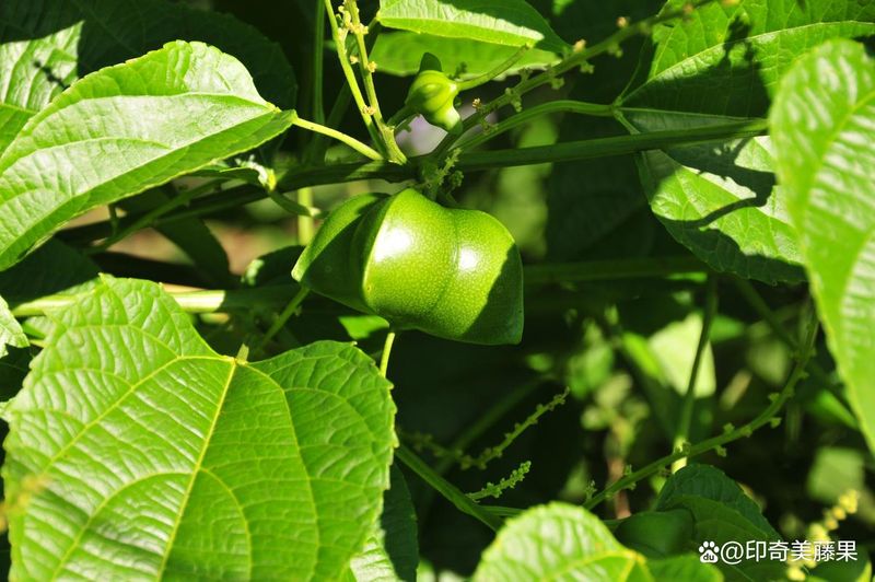 星油藤种植技术方案