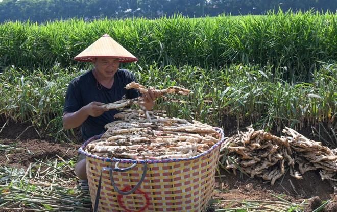 生姜种植技术大全