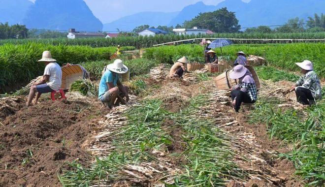 生姜种植技术大全
