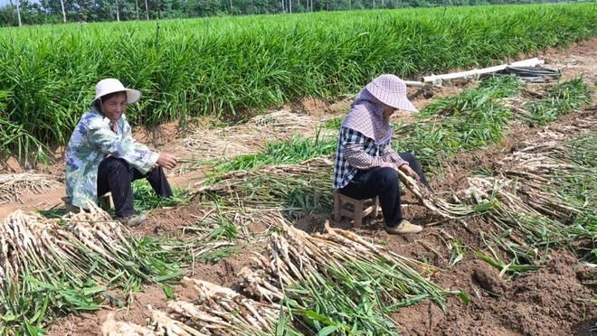 生姜种植技术大全