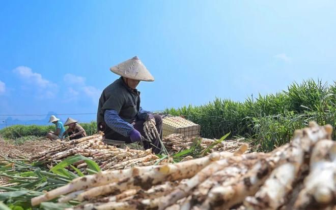 生姜种植技术大全