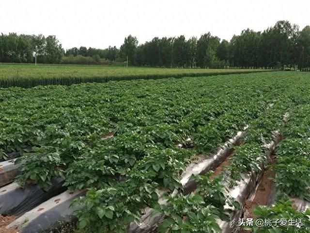 山东秋土豆种植技术