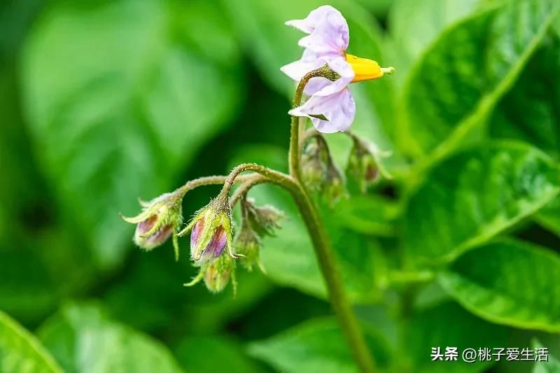 山东秋土豆种植技术