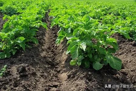 山东秋土豆种植技术