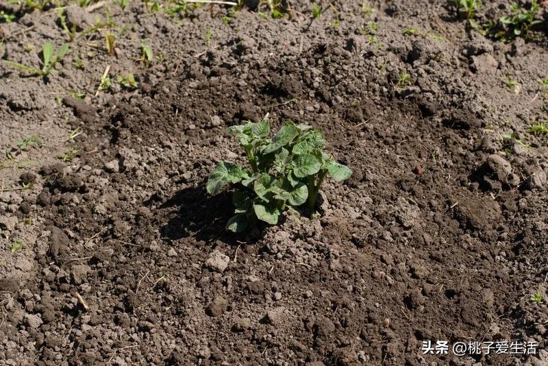 山东秋土豆种植技术