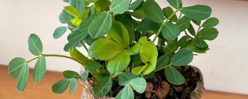 花椒树盆栽种植方法