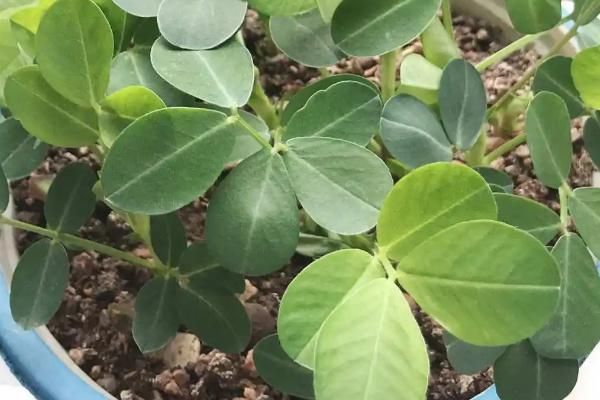 花椒树盆栽种植方法