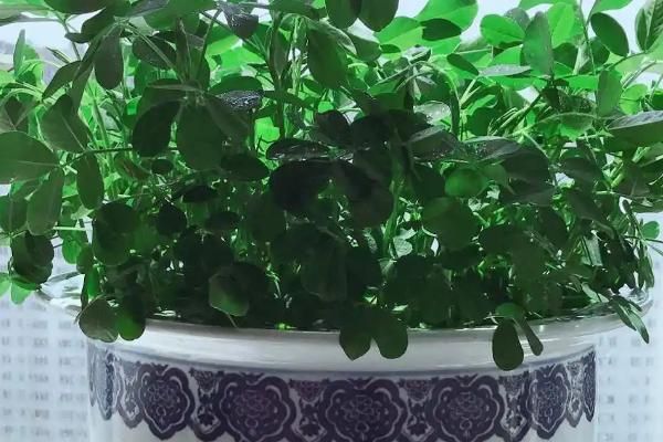 花椒树盆栽种植方法