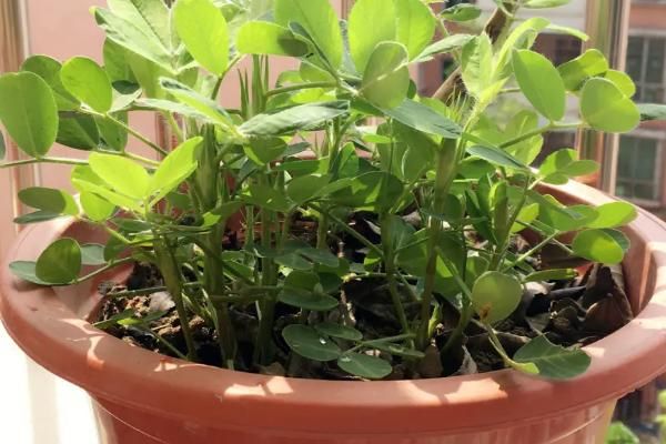 花椒树盆栽种植方法