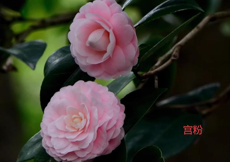 茶花种子的种植方法