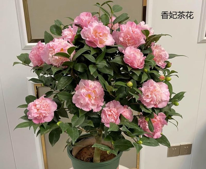 茶花种子的种植方法