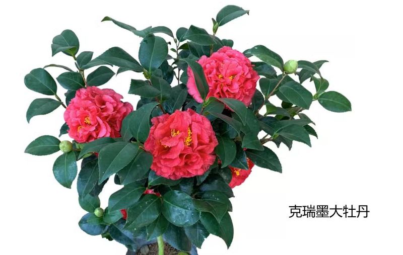 茶花种子的种植方法