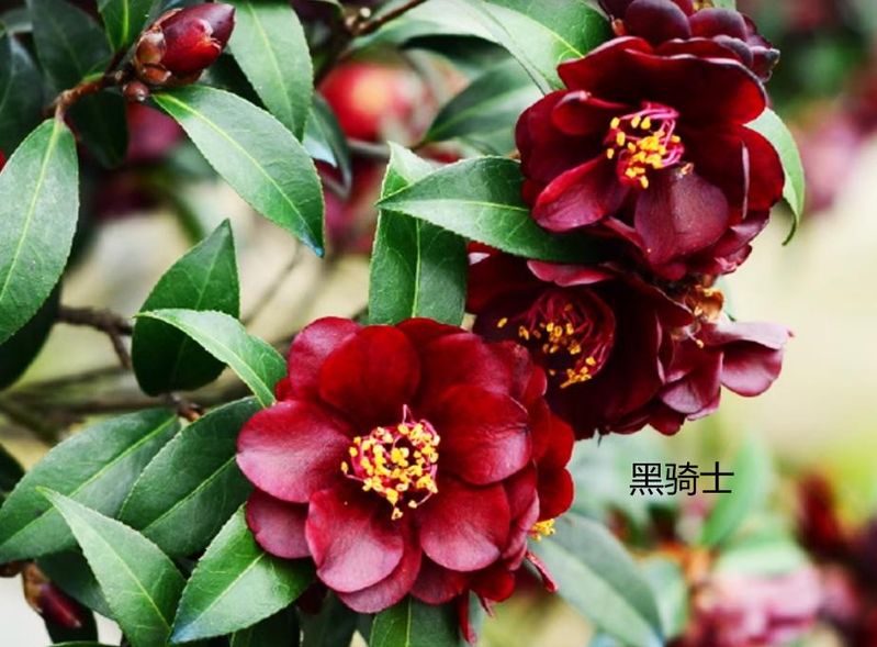 茶花种子的种植方法