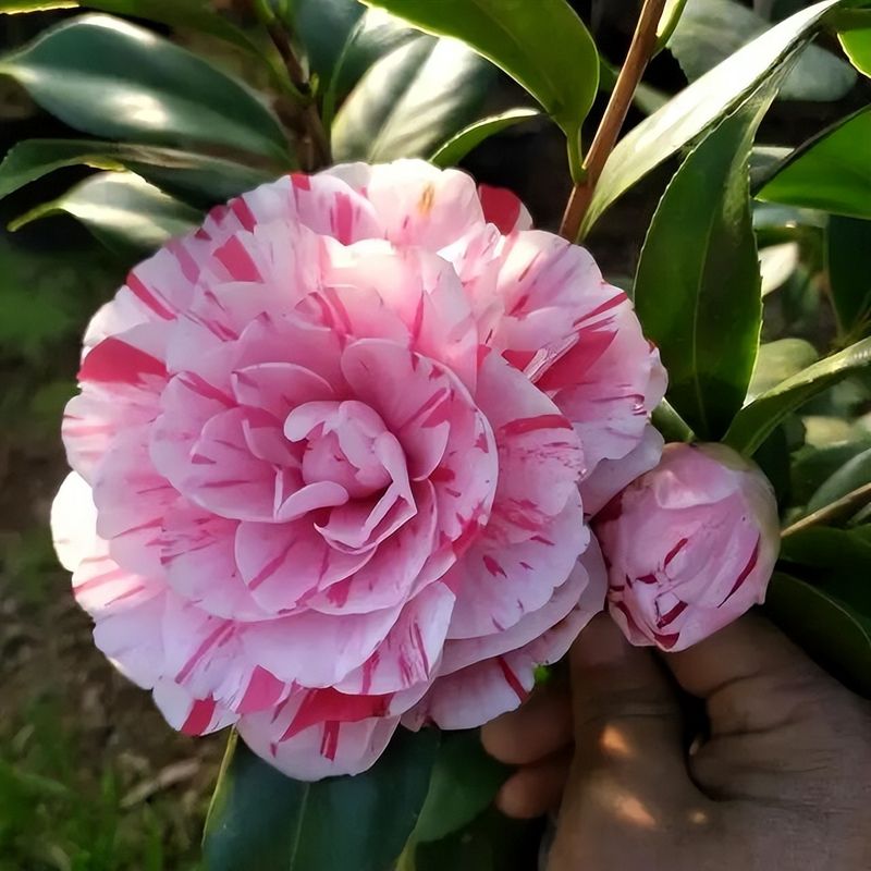 茶花种子的种植方法