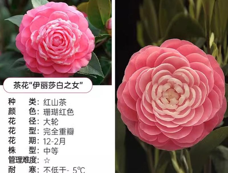 茶花种子的种植方法