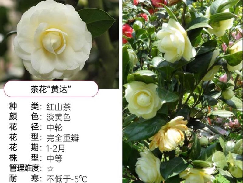 茶花种子的种植方法