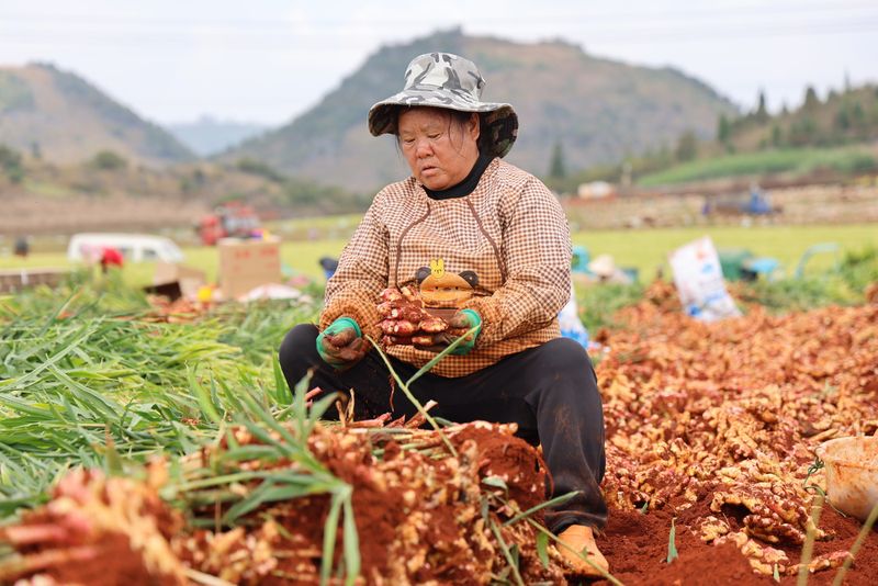 生姜种植技术大全