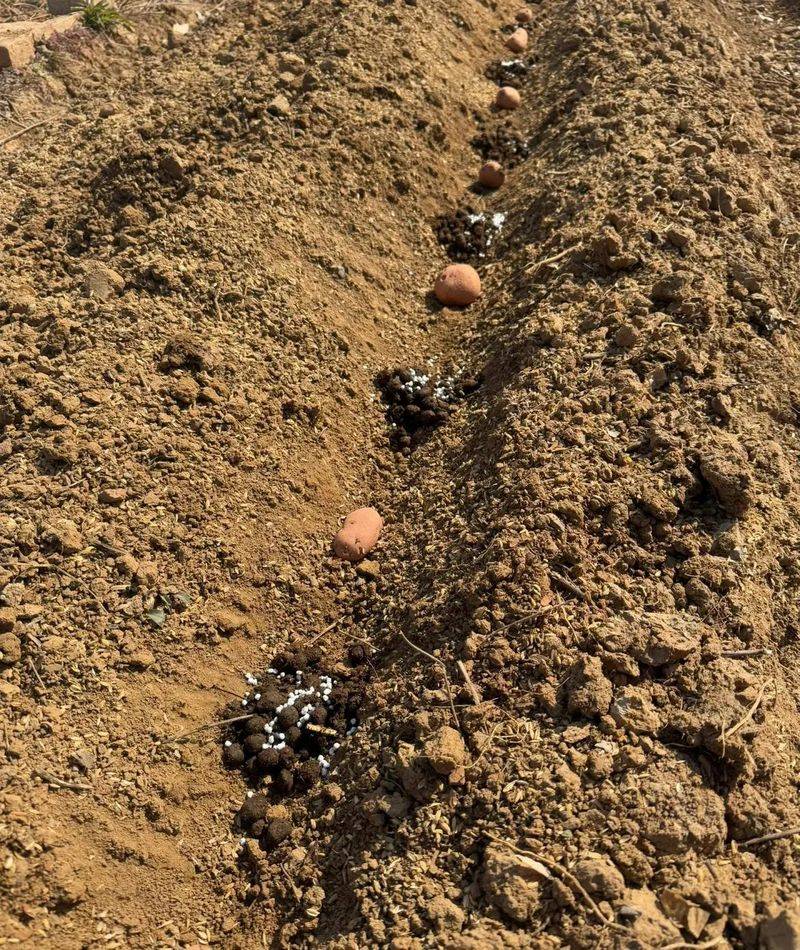 Potato farming techniques