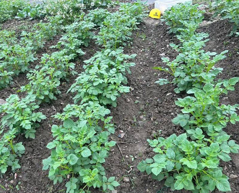 Potato farming techniques