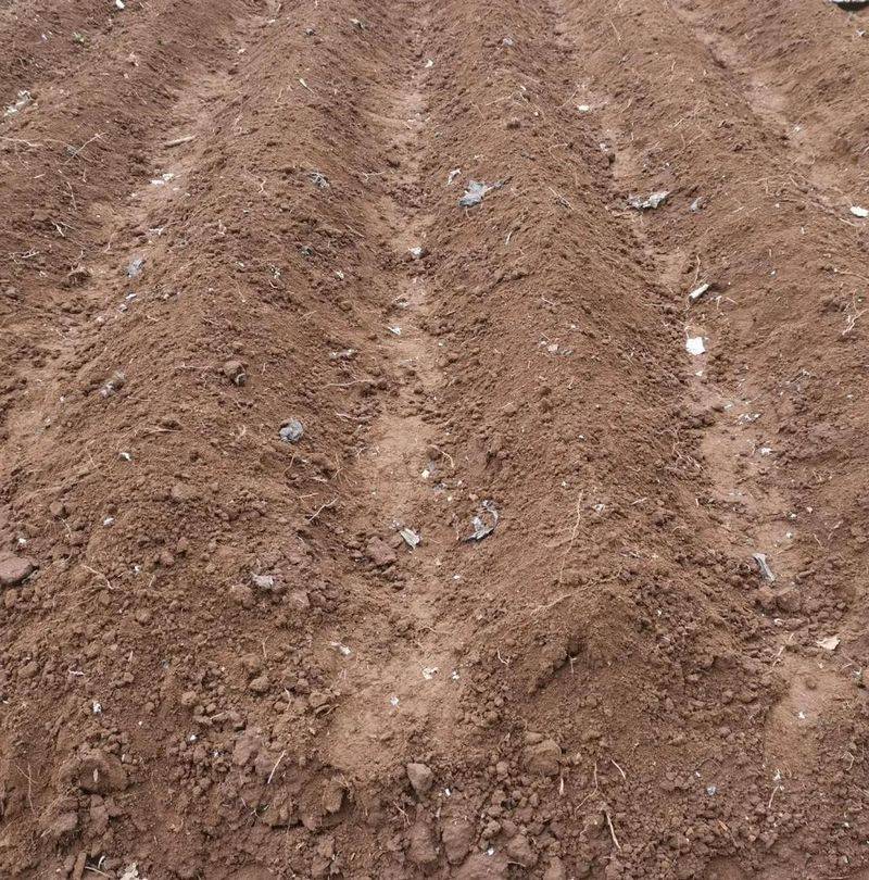 Potato farming techniques