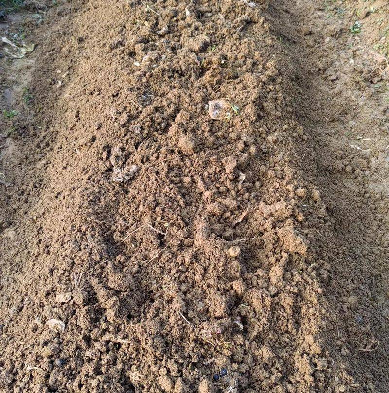 Potato farming techniques