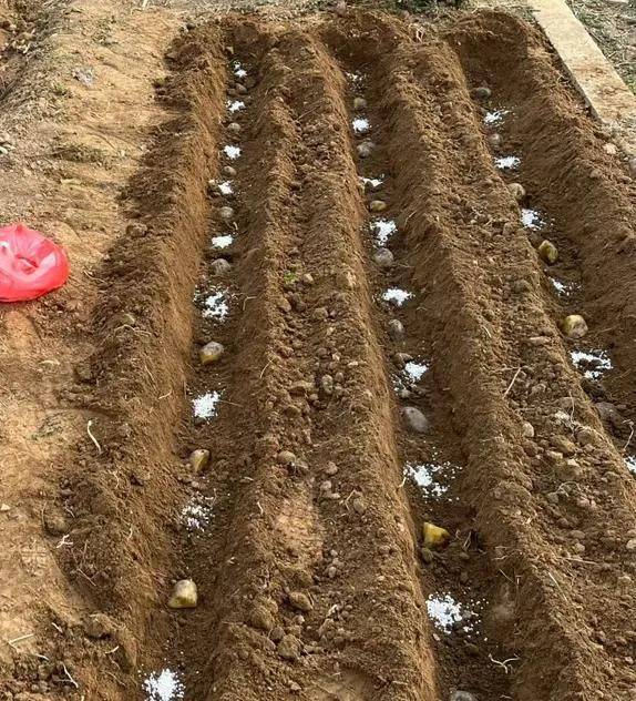 Potato farming techniques