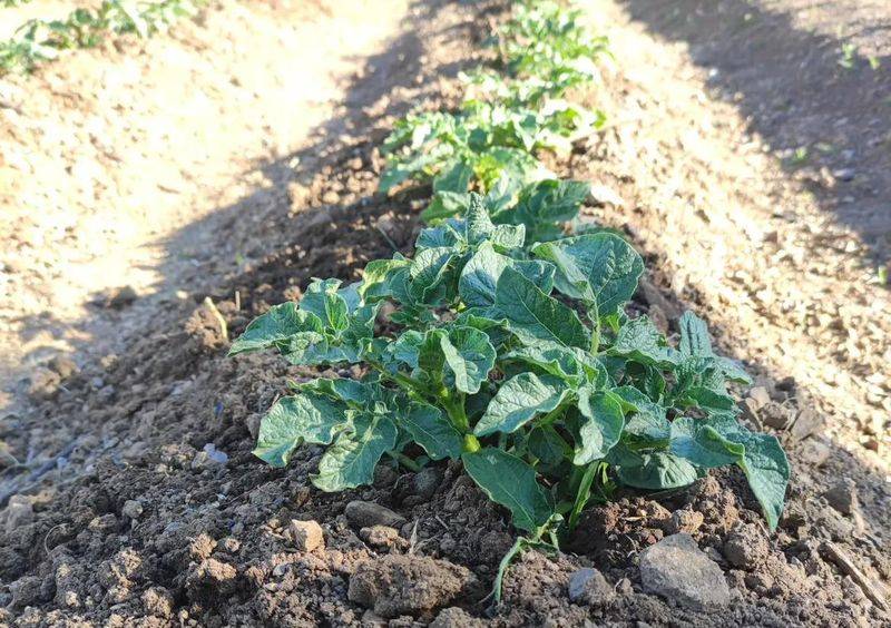 Potato farming techniques
