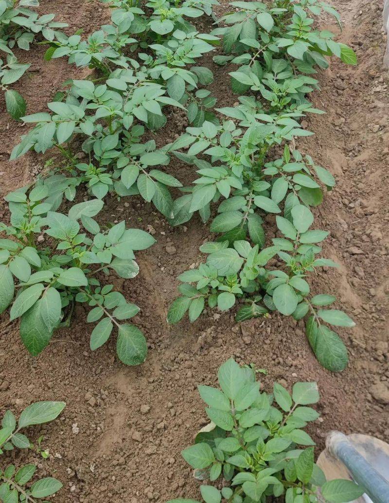 Potato farming techniques