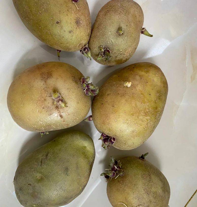 Potato farming techniques