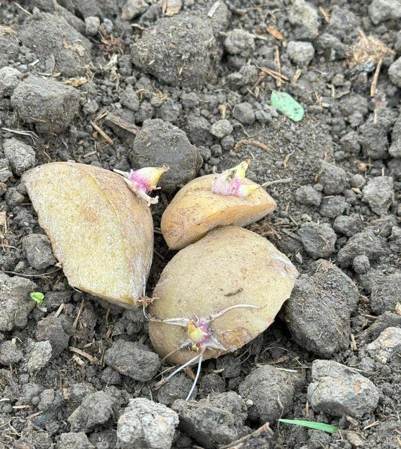 Potato farming techniques