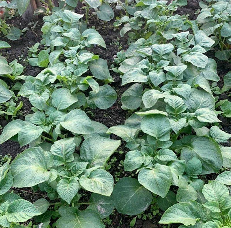 Potato farming techniques
