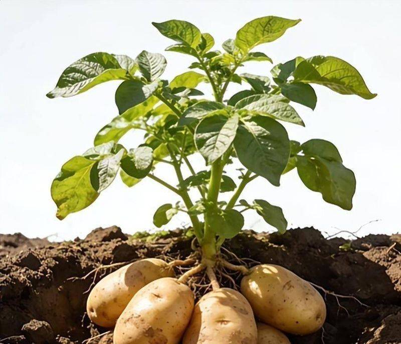 Potato farming techniques