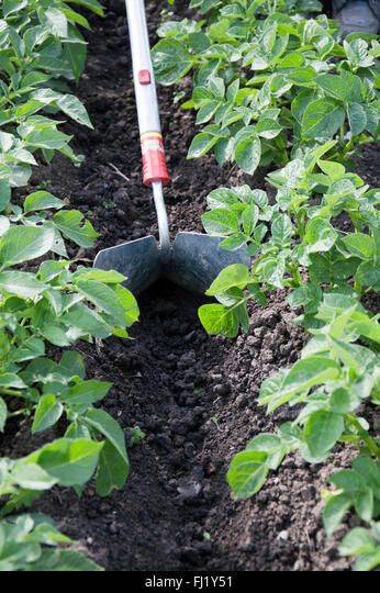 Potato farming techniques