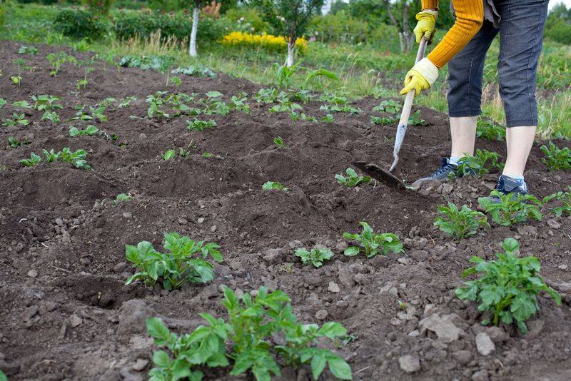 Potato farming techniques