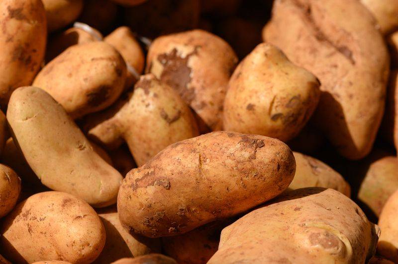 Potato farming techniques