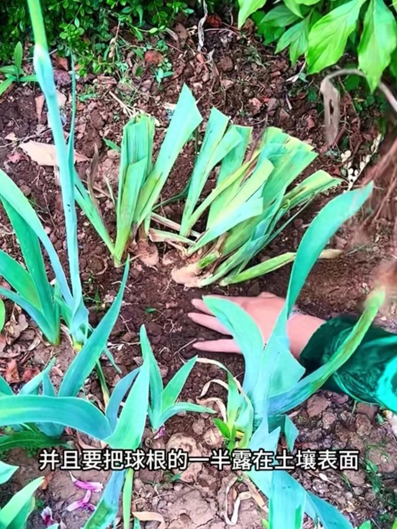 马兰花的种植方法