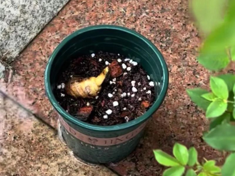 马兰花的种植方法