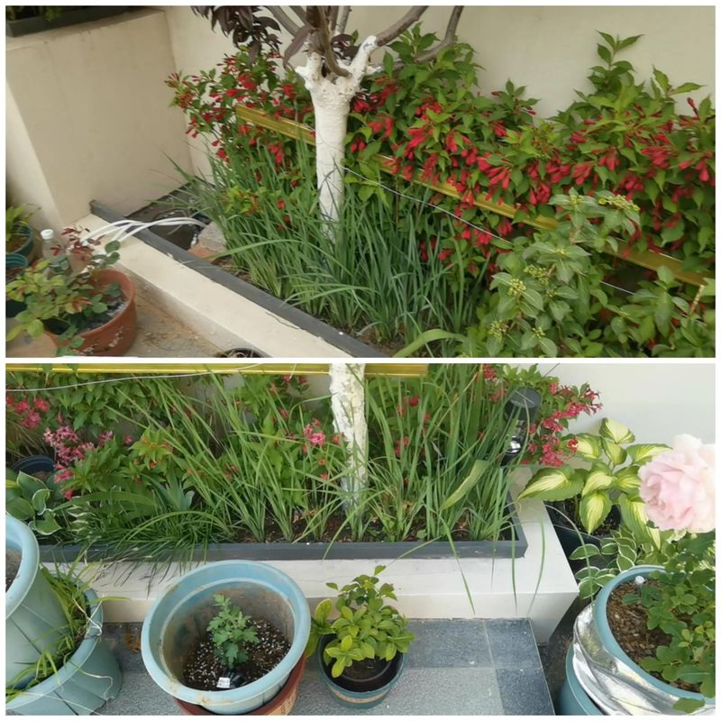 马兰花的种植方法