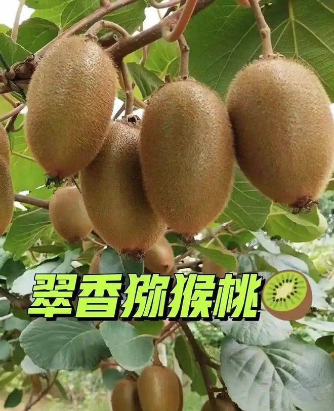 猕猴桃树的种植方法