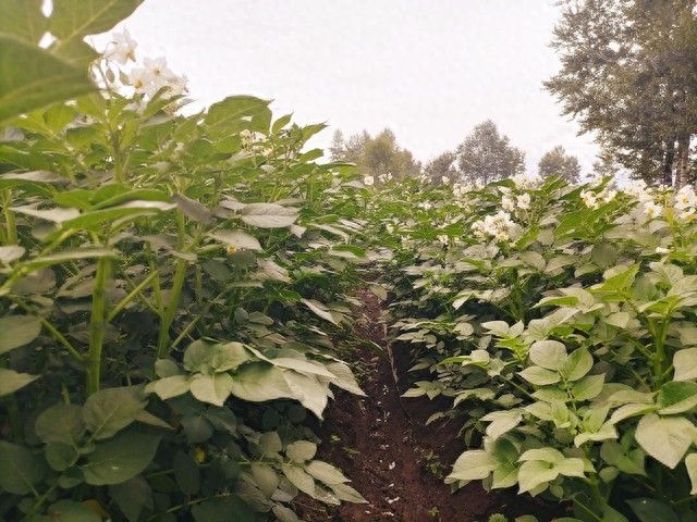 山东秋土豆种植技术